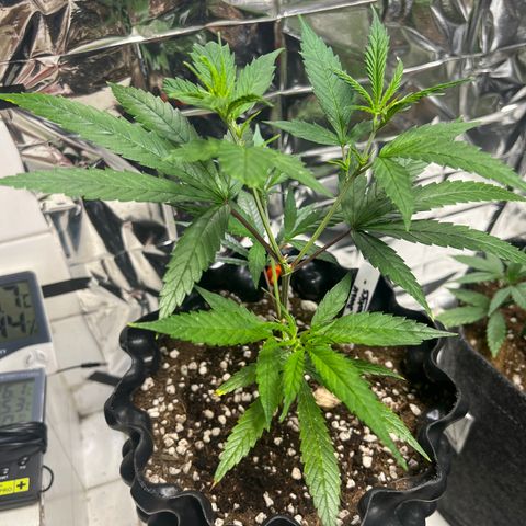 Double Cookies BSF  growlog timeline photo