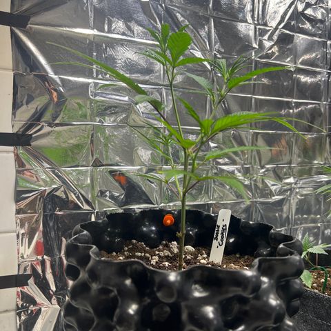 Double Cookies BSF  growlog timeline photo