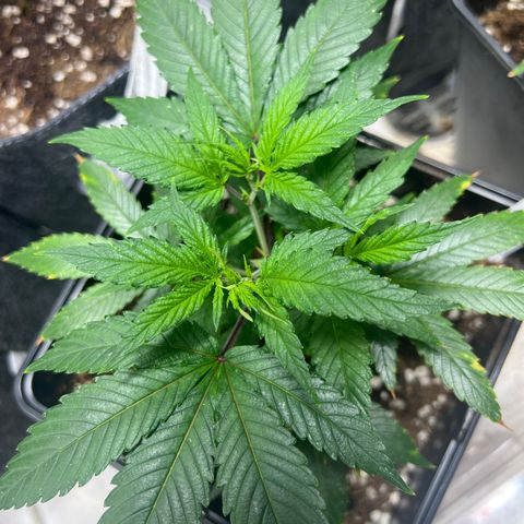 Crystal Candy SWS #2 growlog timeline photo