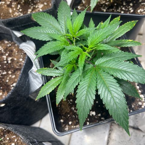 Crystal Candy SWS #2 growlog timeline photo