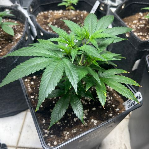 Crystal Candy SWS #2 growlog timeline photo