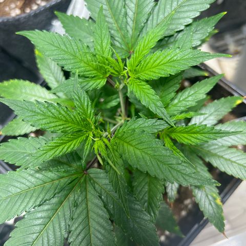 Crystal Candy SWS #2 growlog timeline photo