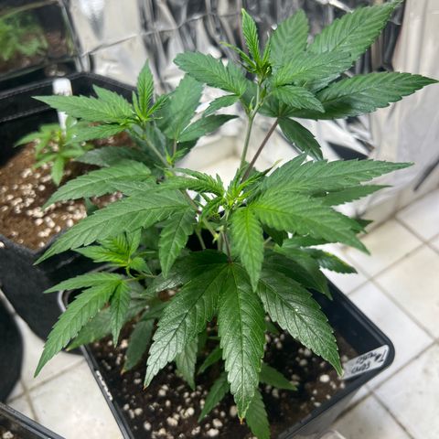 Crystal Candy SWS #1 growlog timeline photo