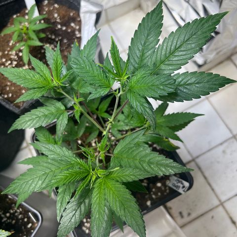 Crystal Candy SWS #1 growlog timeline photo