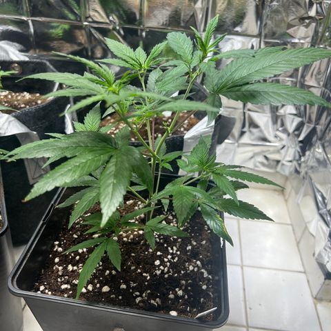 Crystal Candy SWS #1 growlog timeline photo