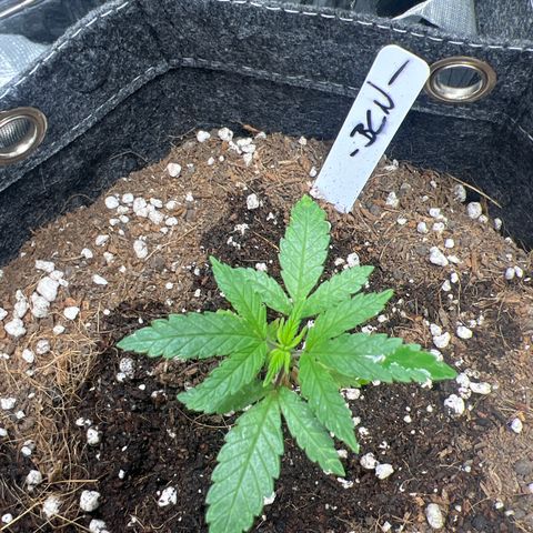 BCN Power Plant  growlog timeline photo