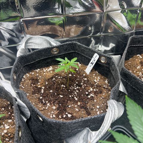 BCN Power Plant  growlog timeline photo