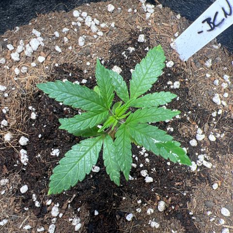 BCN Power Plant  growlog timeline photo