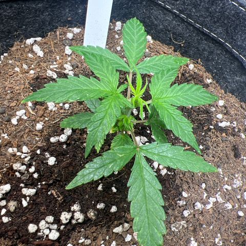 Lemonade Auto growlog timeline photo