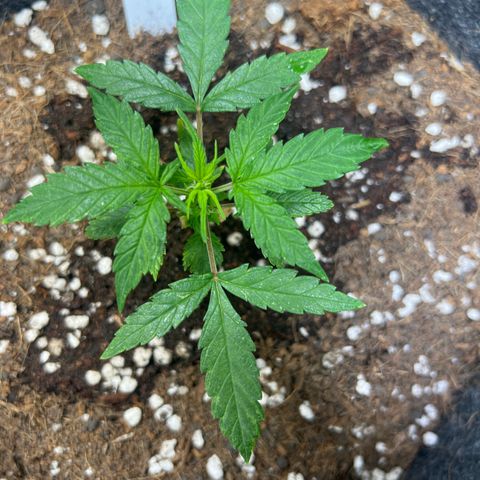 Lemonade Auto growlog timeline photo