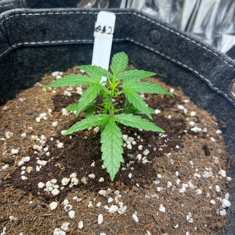 Lemonade Auto growlog timeline photo