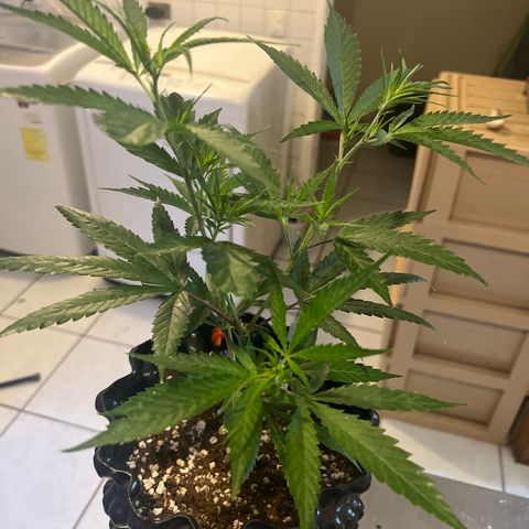 Double Cookies BSF  growlog timeline photo