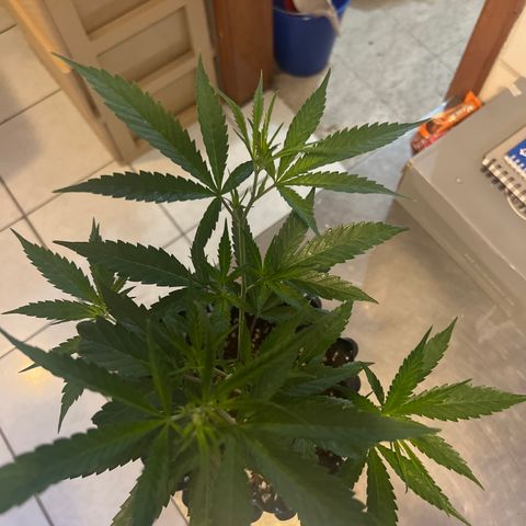 Double Cookies BSF  growlog timeline photo