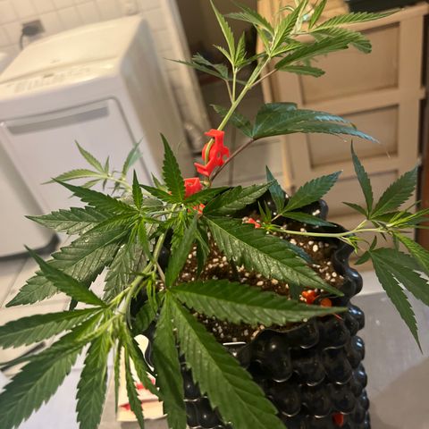 Double Cookies BSF  growlog timeline photo