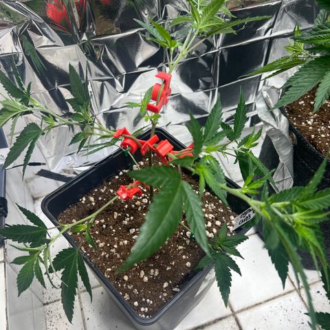 Crystal Candy SWS #1 growlog timeline photo
