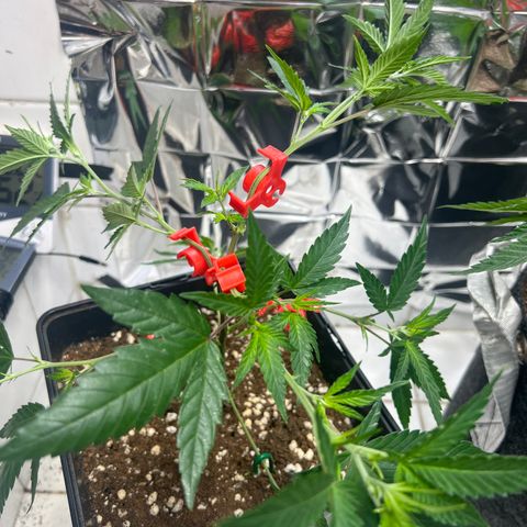 Crystal Candy SWS #1 growlog timeline photo