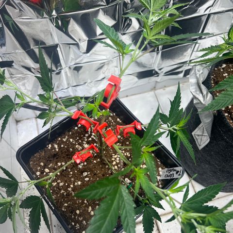 Crystal Candy SWS #1 growlog timeline photo