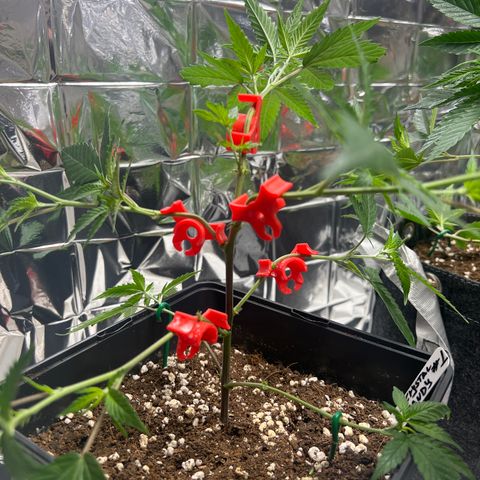 Crystal Candy SWS #1 growlog timeline photo