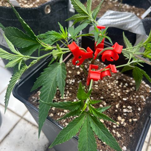 Crystal Candy SWS #2 growlog timeline photo