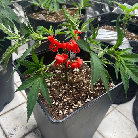 Crystal Candy SWS #2 growlog timeline photo