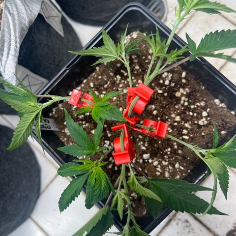 Crystal Candy SWS #2 growlog timeline photo