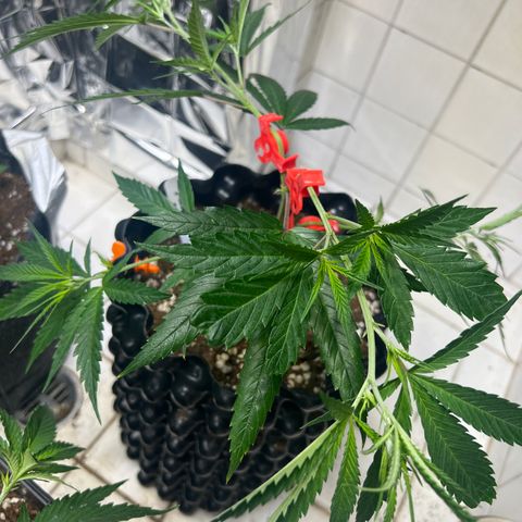 Double Cookies BSF  growlog timeline photo