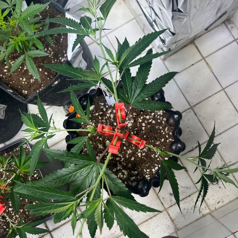 Double Cookies BSF  growlog timeline photo