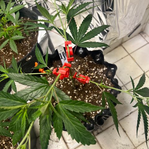 Double Cookies BSF  growlog timeline photo