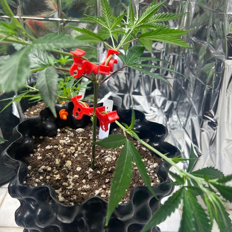 Double Cookies BSF  growlog timeline photo