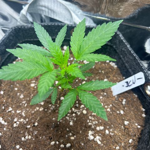 BCN Power Plant  growlog timeline photo