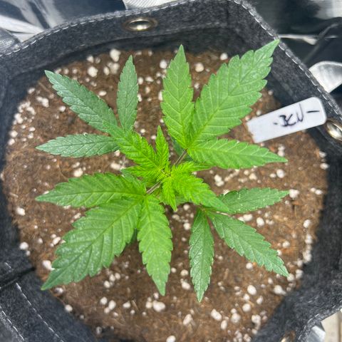 BCN Power Plant  growlog timeline photo