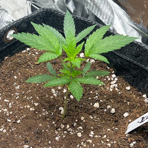 BCN Power Plant  growlog timeline photo