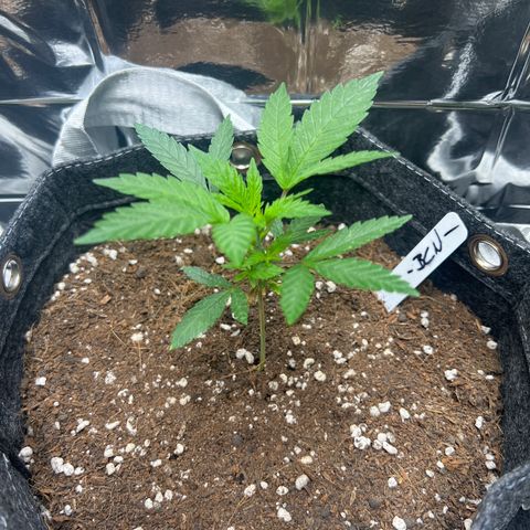 BCN Power Plant  growlog timeline photo