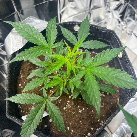 Lemonade Auto growlog timeline photo