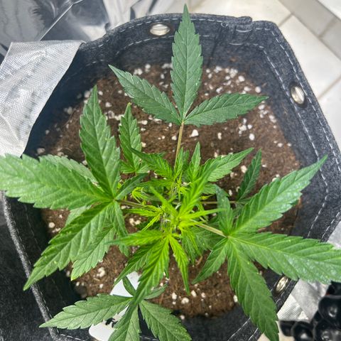 Lemonade Auto growlog timeline photo
