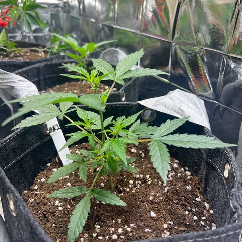 Lemonade Auto growlog timeline photo