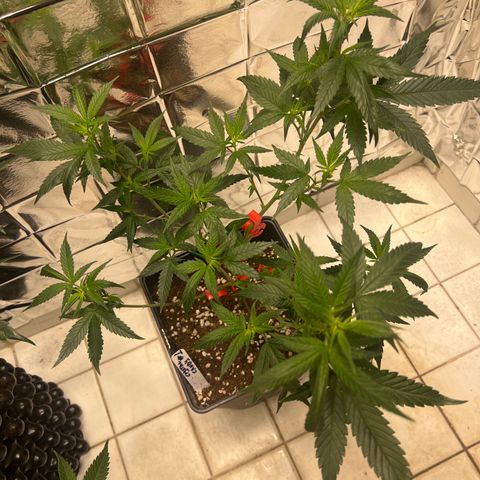 Crystal Candy SWS #1 growlog timeline photo