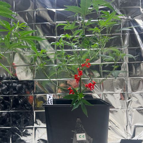 Crystal Candy SWS #1 growlog timeline photo