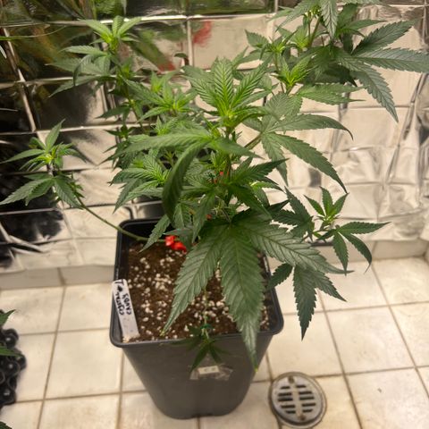 Crystal Candy SWS #1 growlog timeline photo