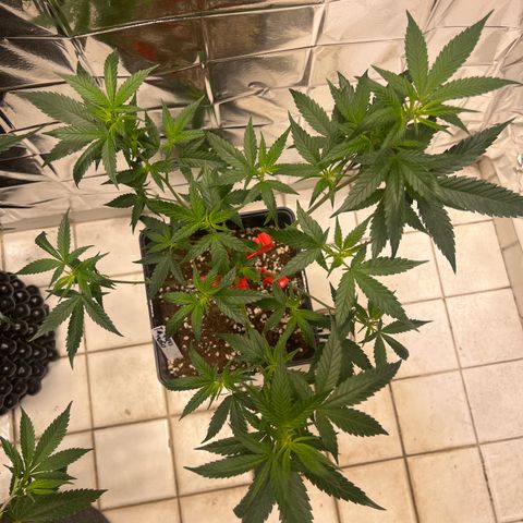 Crystal Candy SWS #1 growlog timeline photo
