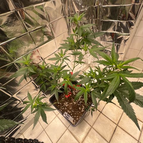Crystal Candy SWS #1 growlog timeline photo