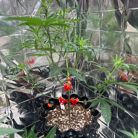 Double Cookies BSF  growlog timeline photo