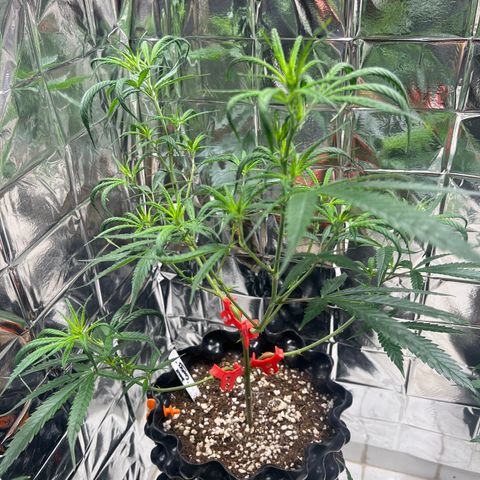 Double Cookies BSF  growlog timeline photo