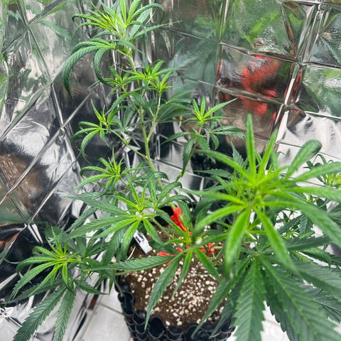 Double Cookies BSF  growlog timeline photo