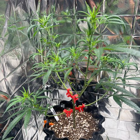 Double Cookies BSF  growlog timeline photo