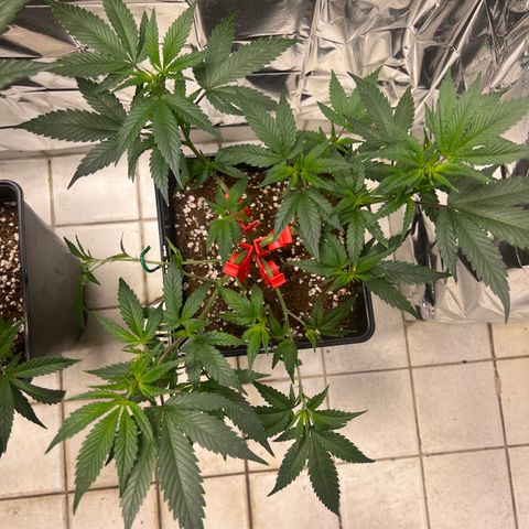 Crystal Candy SWS #2 growlog timeline photo