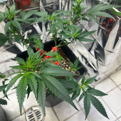 Crystal Candy SWS #2 growlog timeline photo