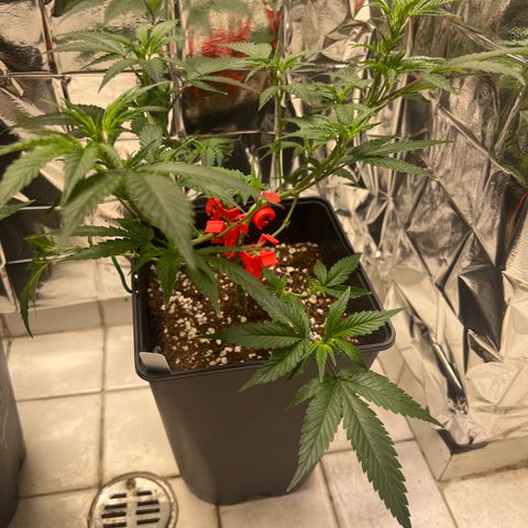 Crystal Candy SWS #2 growlog timeline photo