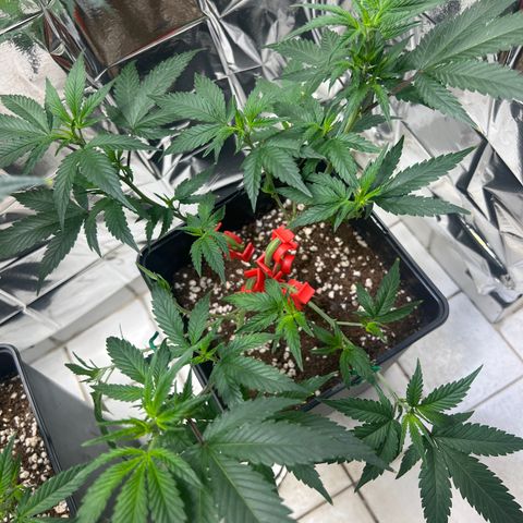 Crystal Candy SWS #2 growlog timeline photo