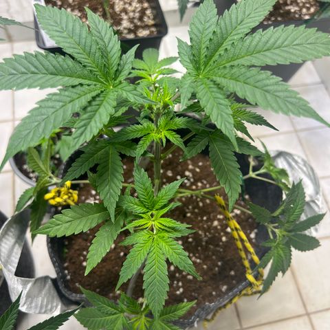 BCN Power Plant  growlog timeline photo